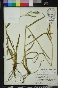 Paspalum dilatatum image