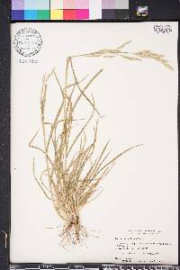 Bromus catharticus var. catharticus image