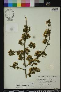 Crataegus marshallii image