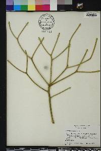 Euphorbia tirucalli image
