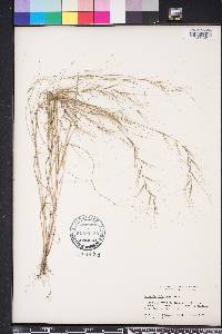 Aristida oligantha image