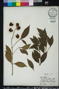 Syzygium paniculatum image