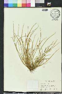 Carex willdenowii image