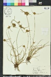 Cyperus filiculmis image