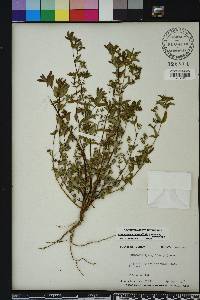 Chamaesyce hyssopifolia image