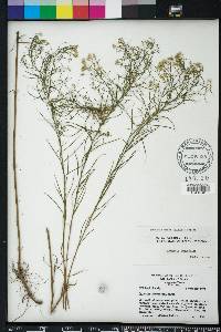 Euthamia caroliniana image