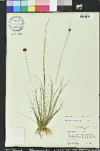 Rhynchospora filifolia image