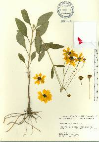 Coreopsis integrifolia image