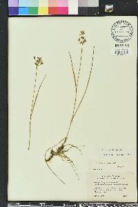 Callisia ornata image