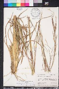 Andropogon brachystachyus image