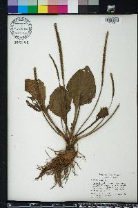 Plantago major image