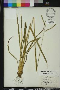 Paspalum laeve image