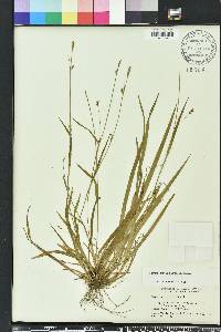 Carex styloflexa image