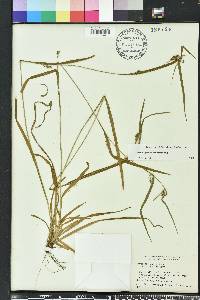 Carex grisea image