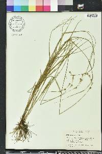 Carex festucacea image