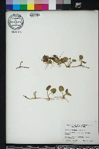 Centella asiatica image