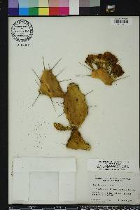 Opuntia humifusa image