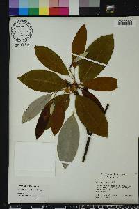 Magnolia virginiana image