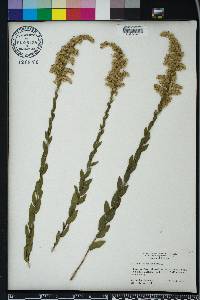 Solidago fistulosa image