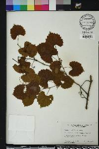 Vitis rotundifolia image