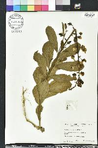 Crotalaria spectabilis image