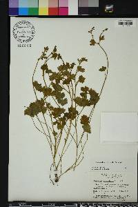 Ranunculus platensis image