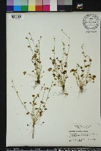 Ranunculus platensis image