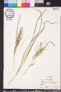 Panicum dichotomiflorum var. dichotomiflorum image