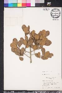 Quercus myrtifolia image