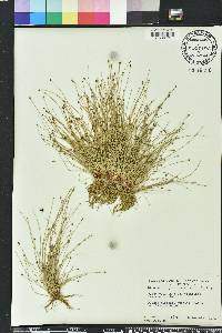 Eleocharis geniculata image