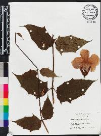 Thunbergia laurifolia image