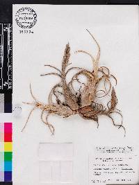 Tillandsia paucifolia image