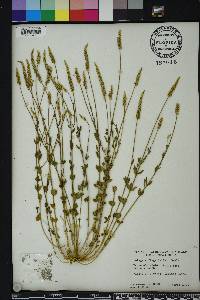 Polygala boykinii image