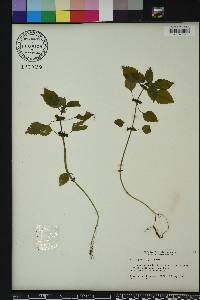 Pilea pumila image