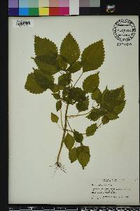 Pilea pumila image