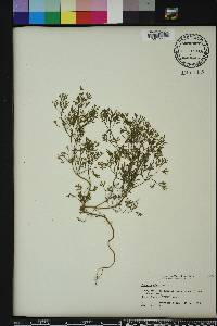 Fumaria officinalis image