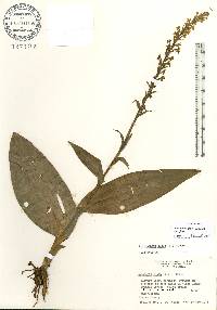 Platanthera flava image