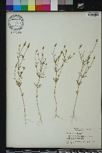 Polygala verticillata image