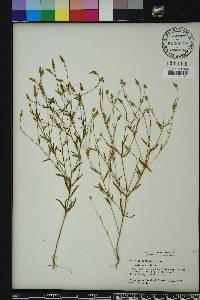 Polygala verticillata image