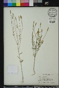 Polygala verticillata image