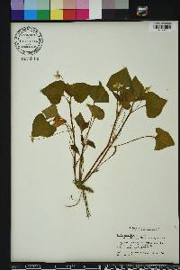 Viola pubescens var. pubescens image