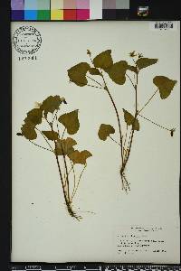Viola pubescens var. pubescens image
