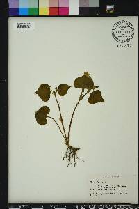 Viola primulifolia image