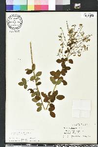 Desmodium ciliare image