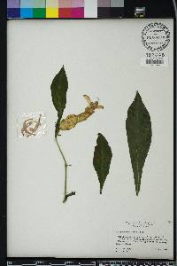 Pachystachys lutea image