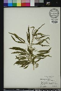 Melicope denhamii image
