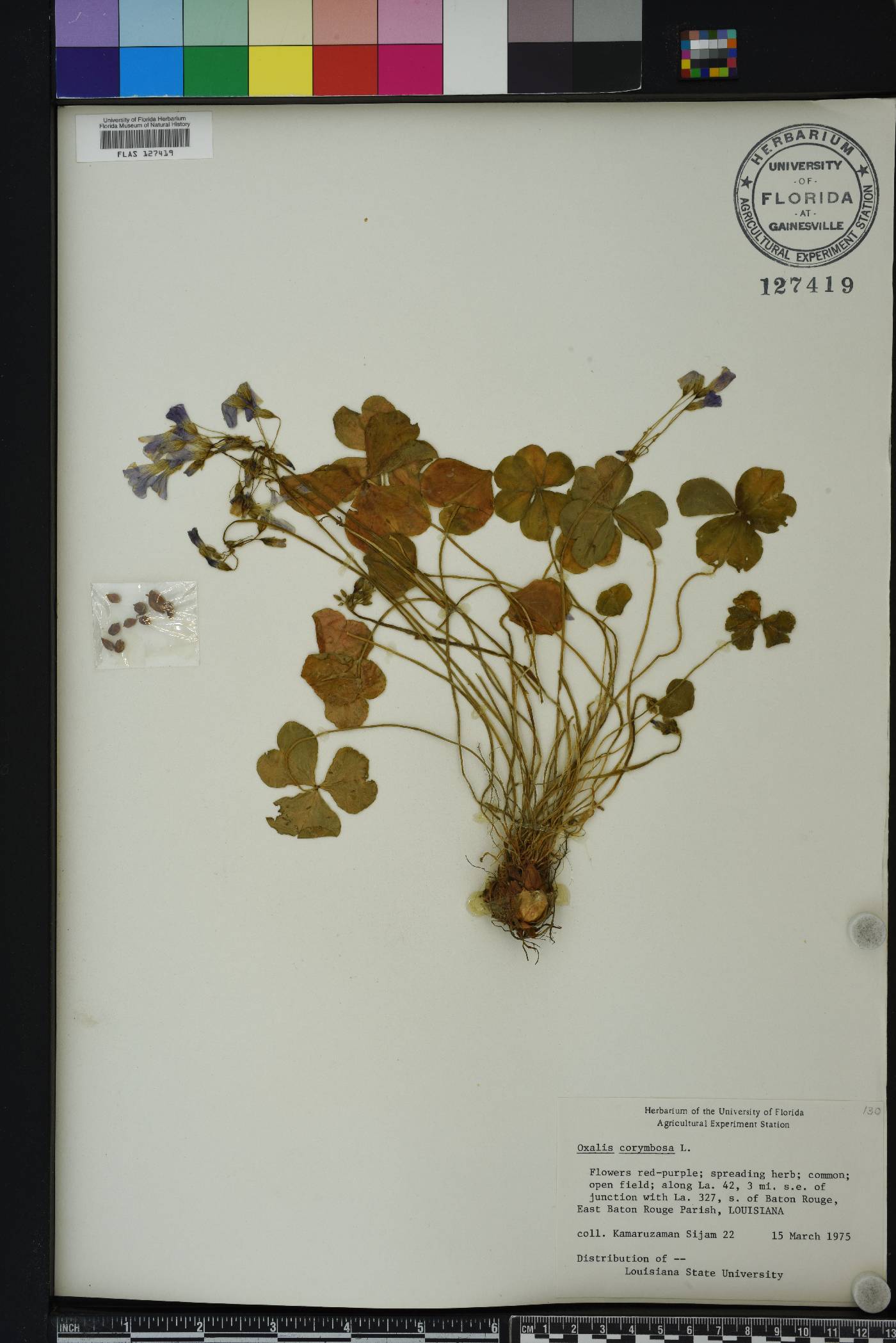 Oxalis corymbosa image