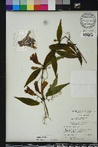 Bignonia capreolata image