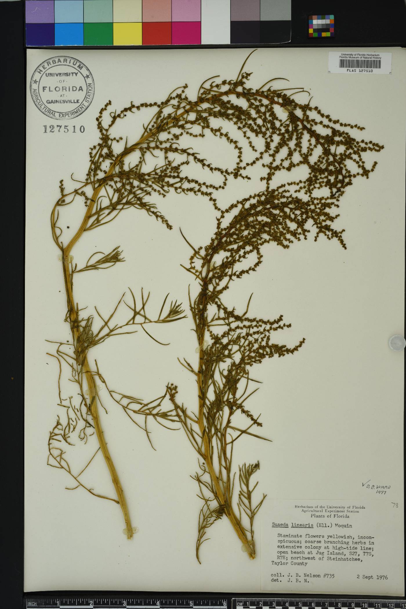 Suaeda linearis image