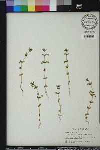 Lysimachia arvensis image